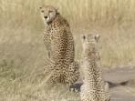 Kenya vacations, safari and beach vacation