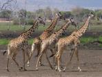 Tanzania vacations, Selous, Zanzibar & the coast