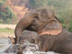 Elephant conservation vacation in Thailand