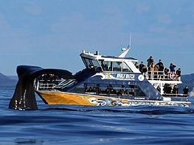 Kaikoura whale watching trips in New Zealand