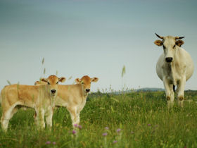 Chianina cows