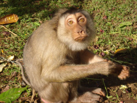 Bali Mountain Eco Lodge