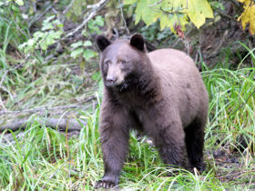 Bear watching vacation in British Columbia