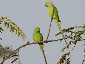Gambia bird watching tours