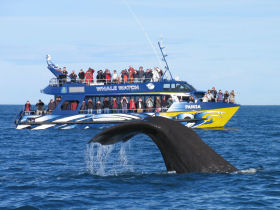 Kaikoura whale watching trips in New Zealand