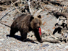 Grizzly bear watching vacation in British Columbia