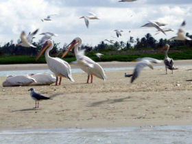Gambia bird watching tours