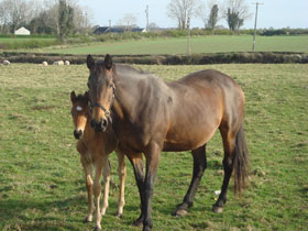 Ireland vacation cottages, Tipperary