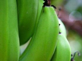 Weddings in St. Lucia