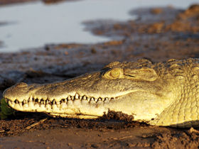 Tanzania expedition, Rufiji River descent