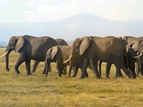 Tanzania and Kenya biking vacation