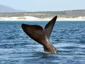 Shark conservation in South Africa
