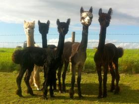 Alpaca boys