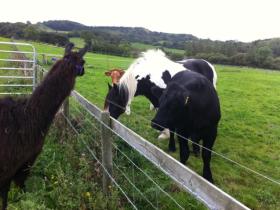 Godshill Park Farm animals