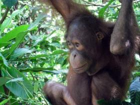 Wild animals are often found inside the plantation.