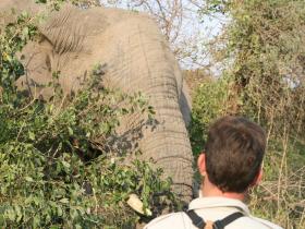 Sabi Sands & Kruger safari vacation in South Africa