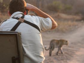 Leopard walks by