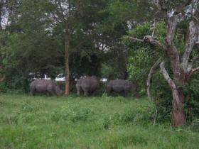 Rhinos in Uganda