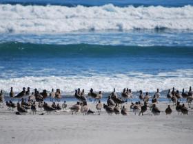 Bar-Tailed Godwits on Farewell Spit