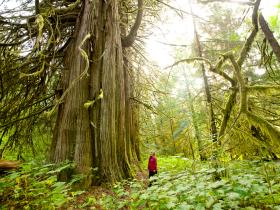 Big Cedar Rainforest Trail