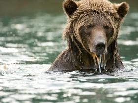 Grizzly Bear Fishing