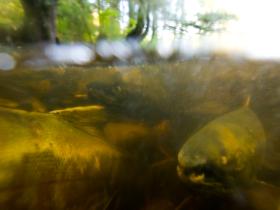 Salmon spawning