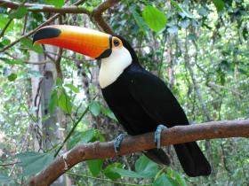 Toucan