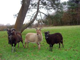 Rare-breed Soay Sheep