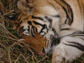 Tiger safari in India, Corbett National Park