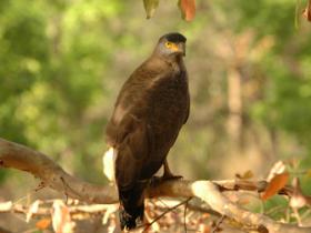 Birds in India