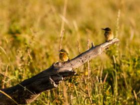 Birding in Kenya