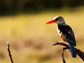 Birds in Kenya