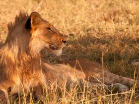 Kenya holiday, wildlife and beaches 