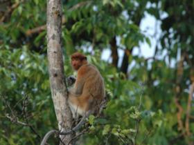 Female Proboscis Monkey, Bilit, Borneo