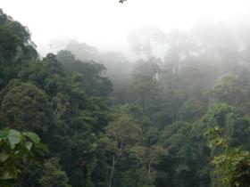 Danum Valley, Borneo
