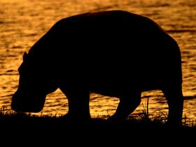 Hippo, Uganda - Copyright Shaun Stanley