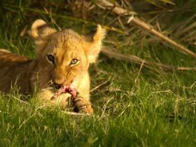 Lion Cub, Botsana Safari - Copyright Shaun Stanley