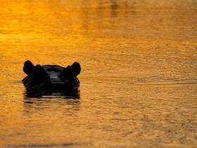 Hippo, Botswana - Shaun Stanley