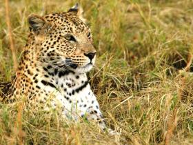 Leopard, Botswana - Copyright Will Bolsover