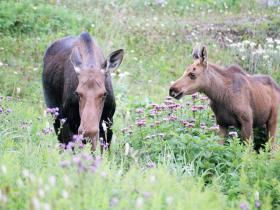 Newfoundland has many moose