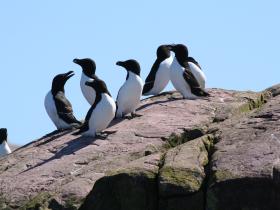 We see tens of thousands of up close seabirds
