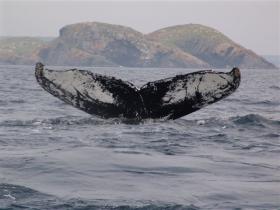 We census humpbacks using photos like this
