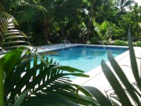 Pool surrounded by lush vegetation