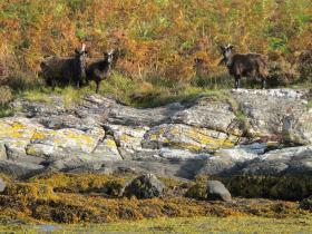 Wild Goats on Bute from the tender