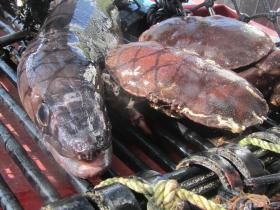 Conger and crabs in the creel