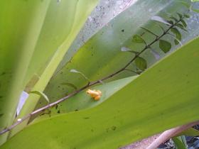 Golden Frog at Kaieteur Falls