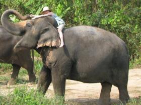 Elephant conservation in Thailand