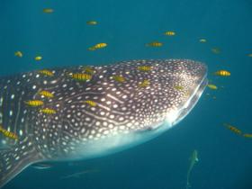Whale Shark diving conservation in Seychelles