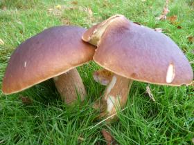 Mushroom walks in Sussex, England