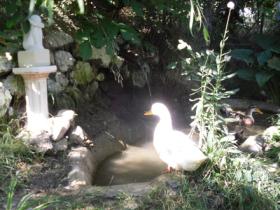 duck pond